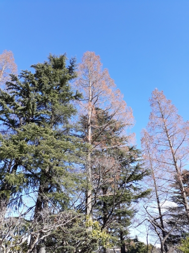 japon,vacances au japon,hiver au japon,nourriture japonaise,cuisine japonaise,spécialités japonaises